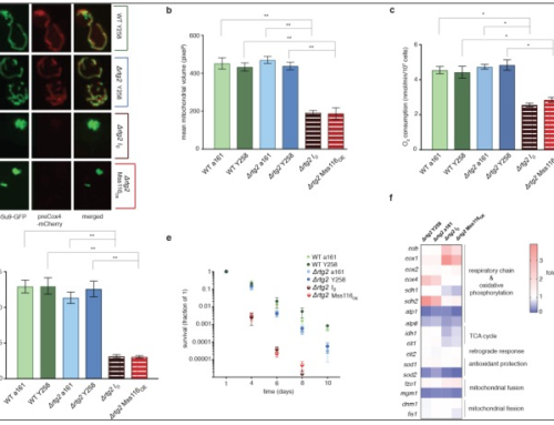 Normal mitochondrial function in Saccharomyces cerevisiae has become dependent on inefficient splicing.