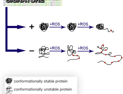 Signatures of conformational stability and oxidation resistance in proteomes of pathogenic bacteria.