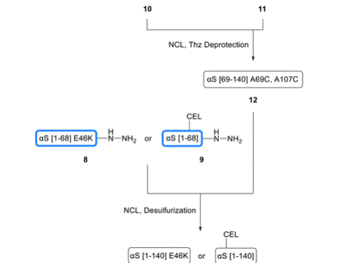 Chemical synthesis of site-selective advanced glycation end products in α-synuclein and its fragments.