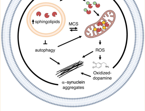 Glucocerebrosidase mutations disrupt the lysosome and now the mitochondria